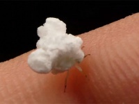 ポップコーンが動いてる！？思わず食べてしまいそうになるほど似ている昆虫、プラントホッパー