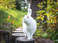 「子供たちを助けてください」野良の母猫、2匹の子猫を連れて人間の家にやってくる