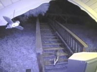 この家は動物園だったのか？庭の階段が野生動物の通り道になっていたことを知って住人さんビックリ