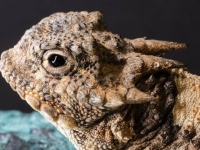 目から血の涙を噴射、捕食者を撃退するツノトカゲの驚くべき護身術