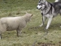 また会えてうれしいよう！ハスキーと羊のきゃっきゃうふふタイム