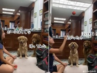 ボールが消えた、だと？犬たちの反応がかわいすぎた