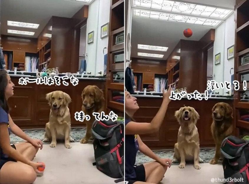 ボールが消えた、だと？犬たちの反応がかわいすぎた