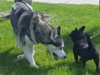 これからはずっといっしょだね！親友同士だった保護犬ハスキーとチワワ、無事に同じお宅に引き取られる