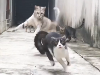 ニャンパラリンが加速する。4匹の野良猫たちの華麗なる忍者乱舞