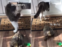 猫超えられない猫ドア亀。でも愛の力で乗り越えるカメ！