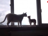 子猫のインディがおうちにやって来た！先住猫サンティくんとの間のビミョーな距離を一気に縮めた出来事とは？