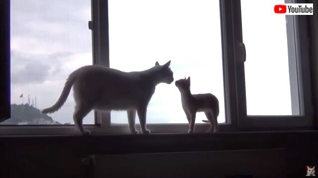 子猫のインディがおうちにやって来た！先住猫サンティくんとの間のビミョーな距離を一気に縮めた出来事とは？