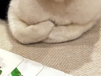 人間の兄弟を〝子守り〟する猫に11万人大感心　 「ちょっと不服そう」「休日のパパみたい」