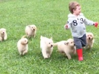 しあわせが止まらない。ゴールデンの子犬たちと小さな男の子のモフモフ追っかけっこ