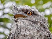 最もインスタ映えする鳥、ナンバーワンに選ばれたのは「ガマグチヨタカ」だった！