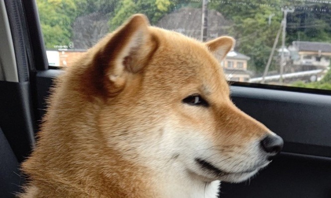 前を向いているかと思いきや...メッチャこっち見てる！　飼い主の行動が気になりすぎて「アヌビス神」になってしまった柴犬さん