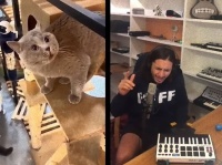 「ノコノコナ～オ」が癖になる、猫の鳴き声をリミックスした楽曲の中毒性がヤバい件