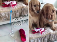 「俺じゃない、コイツだ」スリッパを食いちぎったのは誰？に対する2匹の犬の反応