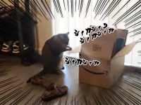 魂のリズムに酔いしれろ！ダンボールを小気味よく叩く猫のドラマー（ドラムはAmazonの段ボール）