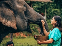 動物園にいる象は人間と一緒に過ごすことを楽しんでいるという研究結果