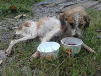 ネグレクトで瀕死の状態にあった犬が救助され奇跡的に回復し、里親に引き取られた矢先の出来事だった。