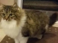家に入れてほしそうにこちらを見ていた猫、入れてみたら出産した件