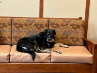 動物シェルターを何度も脱走して高齢者介護施設に忍び込んでいた犬がついに居住者の一員となる