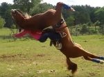 これは危なすぎる…。　乗馬中に馬が突然バク転。