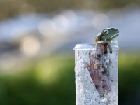 両生類が絶滅の危機。カエルの精子を冷凍保存し絶滅を防ぐ計画