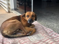 4か月間病院の前で、飼い主の帰りを待ち続ける犬。だが飼い主はすでに帰らぬ人に...（ブラジル）