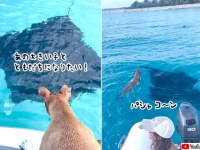犬が巨大マンタの群れに大興奮！いてもたってもいられず海に飛び込み一緒に泳ぐ