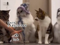 猫の握手会の様子。おすまし猫にさりげなく合図を出す隣の猫の様子をご覧ください