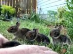 圧倒的癒し…！　草むらからたくさんのウサギの赤ちゃんがやってきた。
