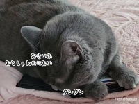 今は亡き大好きなお父さんの財布を見つけた猫、抱きかかえて寄り添う姿にグッとくる