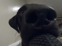 飼い犬にGoProを盗まれた。こうなった。臨場感たっぷりの動画が撮れたよ