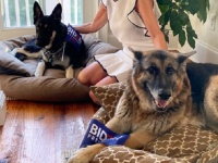 ホワイトハウスにまた犬が戻ってくる！ジョー・バイデンの飼い犬、2匹のジャーマンシェパードに注目が集まる