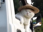 【オーライオーライ言ってた御主人の声が聞こえなくなった】人気の傑作ボケて１５選（5/30）