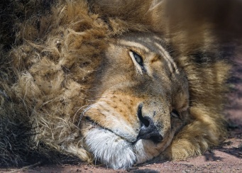 画像はイメージです