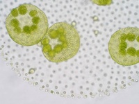 オス・メス・両性型、第3の性別を持つ藻類が初めて発見される（日本研究）
