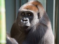 動物園の若いゴリラがスマホ依存症になりかかっている。来園者がスマホを見せるのでハマってしまったようだ