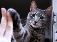 猫だってお手くらいはできるんです！猫にハイファイブを教えて養子縁組をしやすくする取り組み（アメリカ）