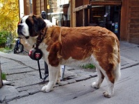 本当にありがとう！人間のためにその身を捧げ、彼らにしかできない特殊な仕事をこなしている犬たち