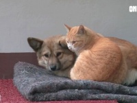 犬と猫の間の絆は「もう誰にも引き裂けない！」激ラブわんにゃんカップルを保護するまでの一部始終