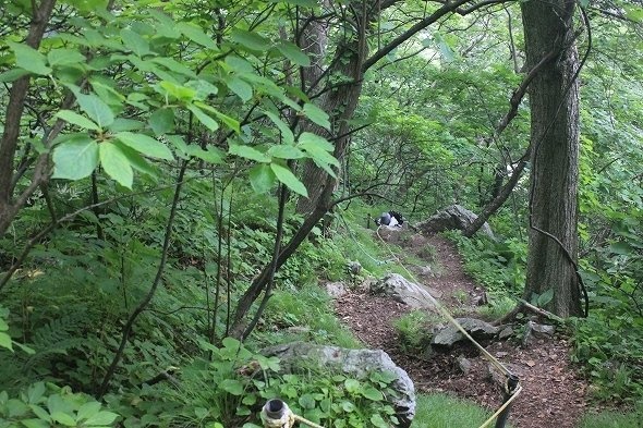 草木の生い茂る山道（画像はせたな観光協会提供）