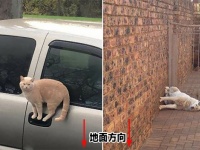 ギリギリセーフ。重力に抗う人・モノ・動物・自然のチャレンジ魂を見守るの会