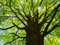 たった1本の樹木でも周辺の温度を下げる。都会に樹木が必要な理由