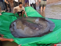 ラスボス登場！メコン川で史上最大のアカエイを捕獲、重さ300キロ