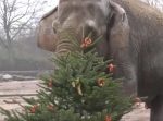 一足遅いクリスマス！？　動物たちにエサがついたツリーをプレゼント！