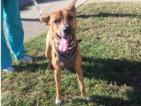 犬が紡ぐ縁。犬好きだった亡き友人の命日に、以前世話した犬と偶然再会（アメリカ）