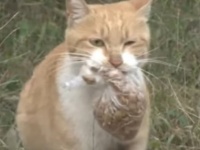 その場で餌を食べようとせず、ビニール袋に入れたエサだけを持ち帰る野良猫。そこには我が子を思う母猫の愛が。