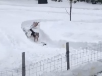 これなら自動で帰ってくる！飼い主が犬の為に作った雪上レース場はこちら！