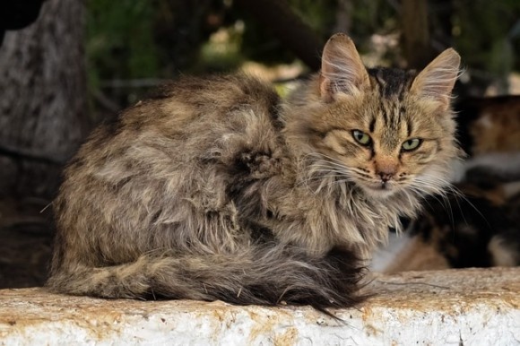 cat8_e0