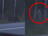 ゴラム？それともカオナシ？ヘラジカを捕獲しようと狙う謎クリーチャーが目撃される(カナダ)