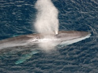 クジラの歌声をソナー代わりに使用し、地震研究に役立てる試み